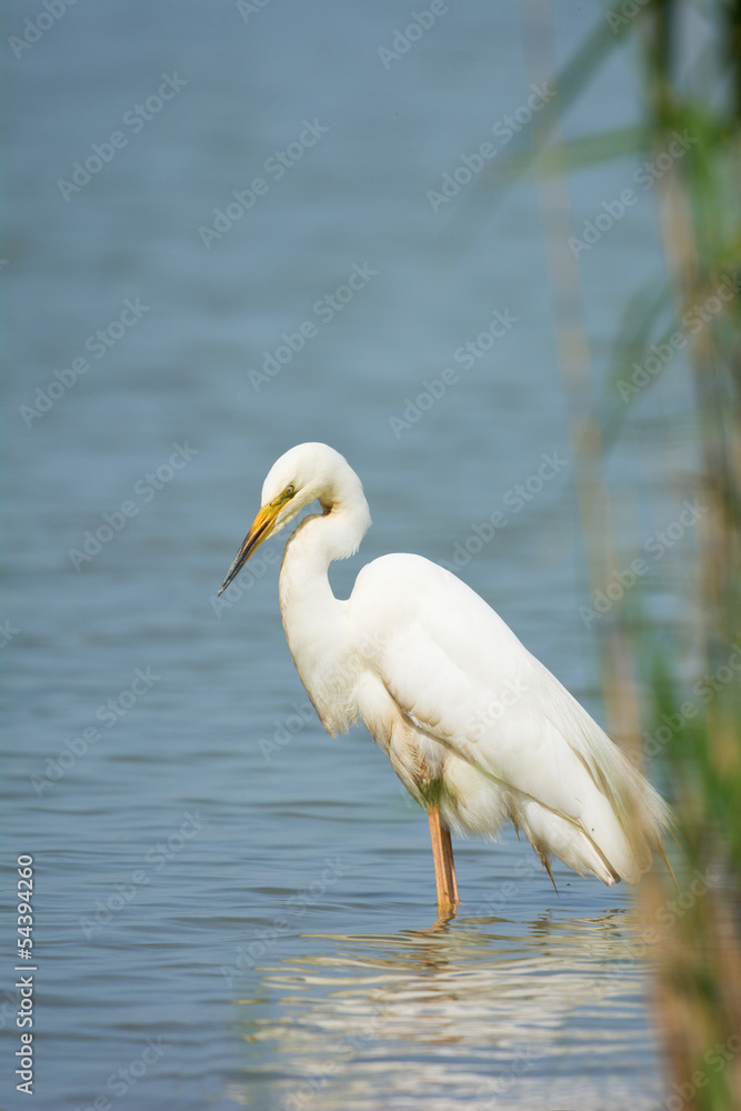 Great Egret Great Egret