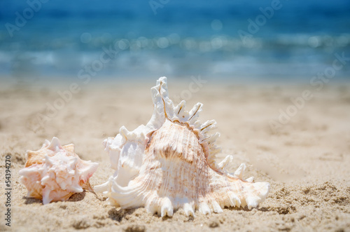 Seashells on a beach