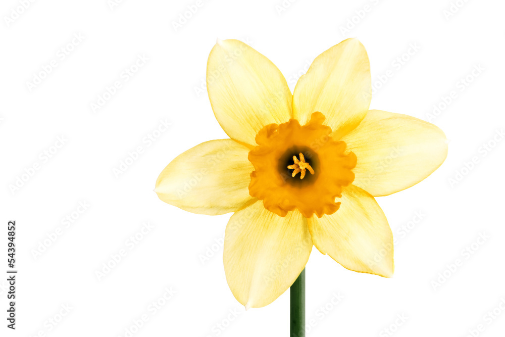 Close-up of yellow daffodil isolated on white Close-up of yellow daffodil isolated on white