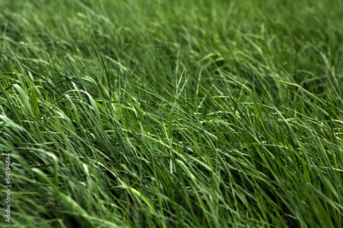 Fresh green grass of a meadow