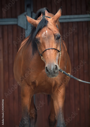 portrait of wonderful bay arabian horse.