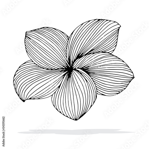 Frangipani flower