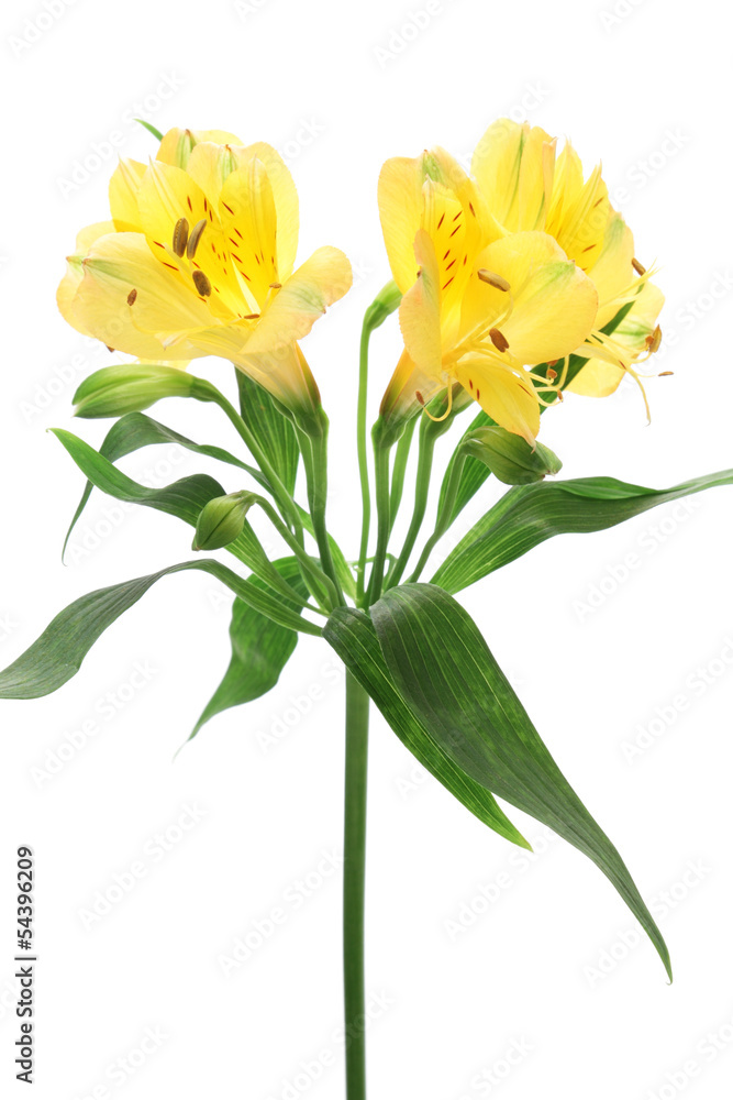 Yellow alstroemeria isolated on white background Yellow alstroemeria isolated on white background