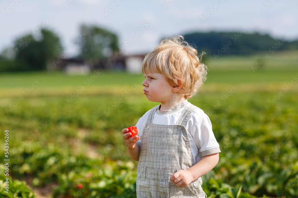 Little child on organic strawberry farm Little child on organic strawberry farm