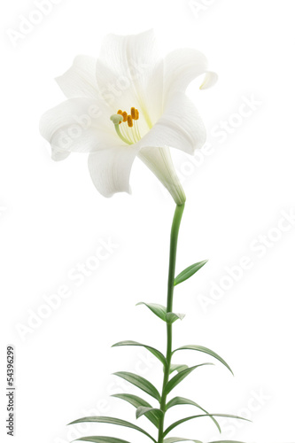 Fototapeta Naklejka Na Ścianę i Meble -  White lily isolated on white background
