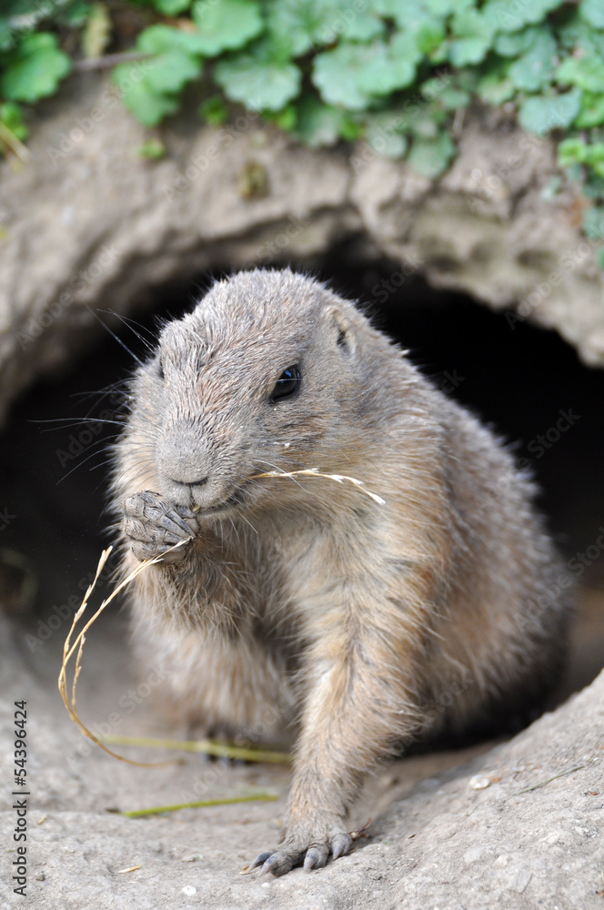 Naklejka premium Ziesel