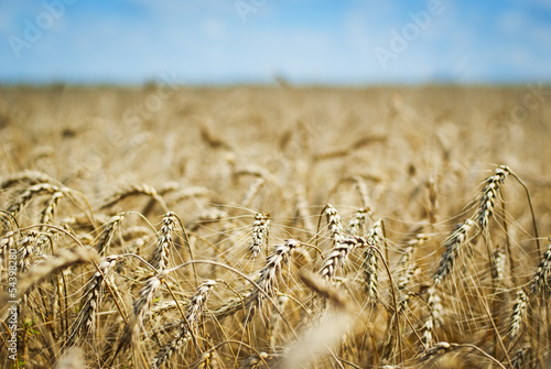 Photography Wheatfield with ripening wheat