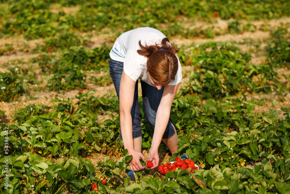 Fototapeta premium Young woman on organic strawberry farm