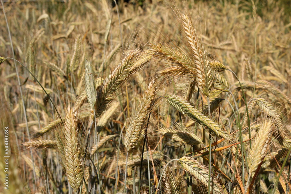 Roggenaehren StockFoto Adobe Stock