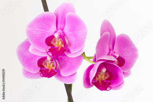 Orchid
