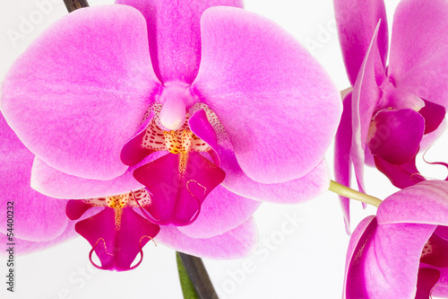 Orchid