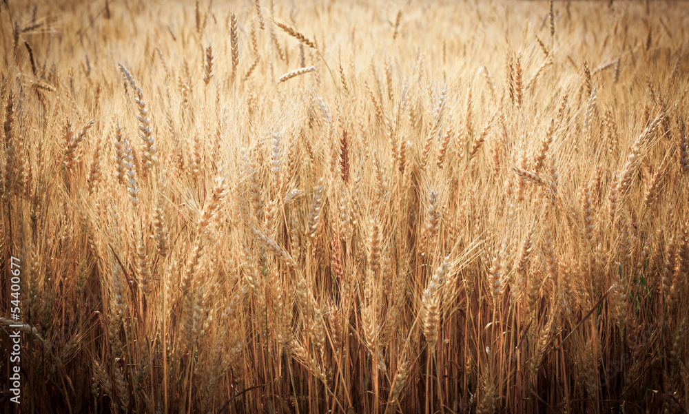 yellow wheat ears on the field yellow wheat ears on the field