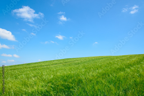 小麦畑と青空 © stockfoto
