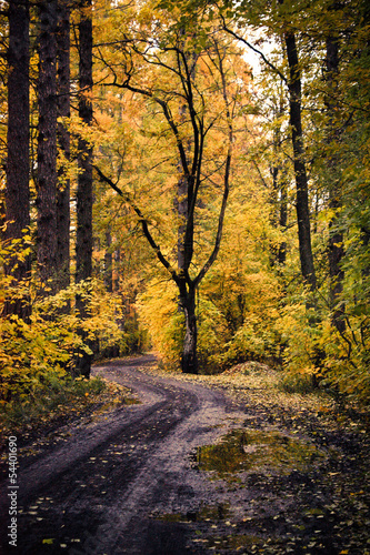 Road in the autumn forest © Dannataly