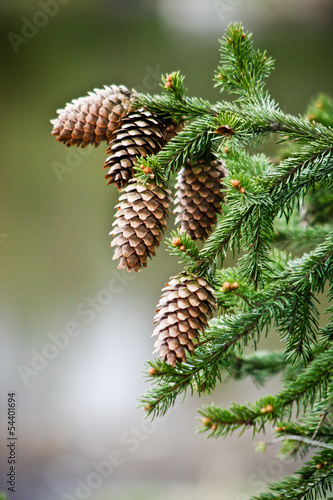 Fur-tree branch with cones photo