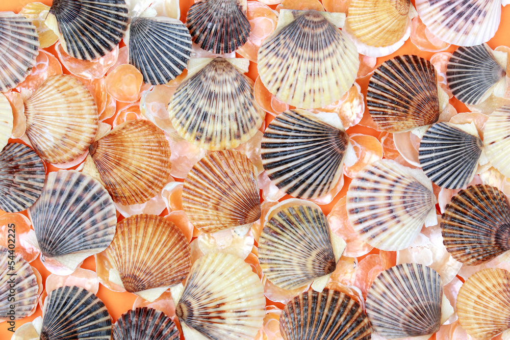 Shells Shells
