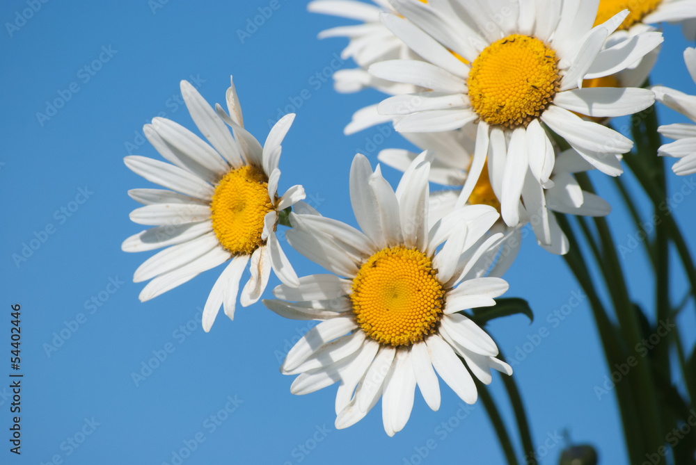 Naklejka premium daisies against blue sky