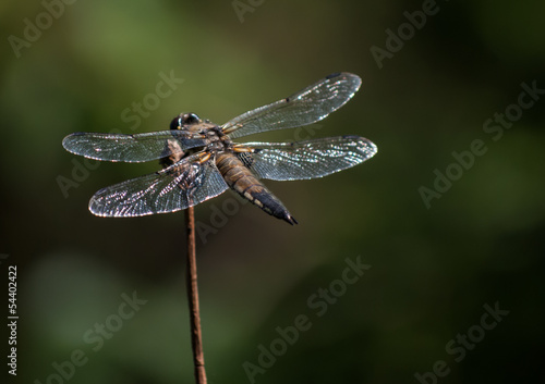 Wallpaper Mural dragonfly on twig Torontodigital.ca