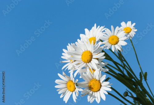 daisies against blue sky © romas_ph