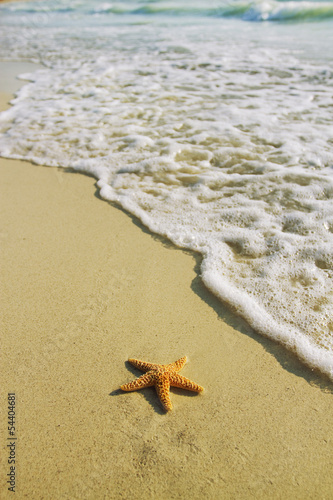 Starfish on the beach