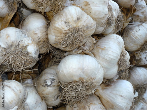 closeup Garlic Bulbs photo