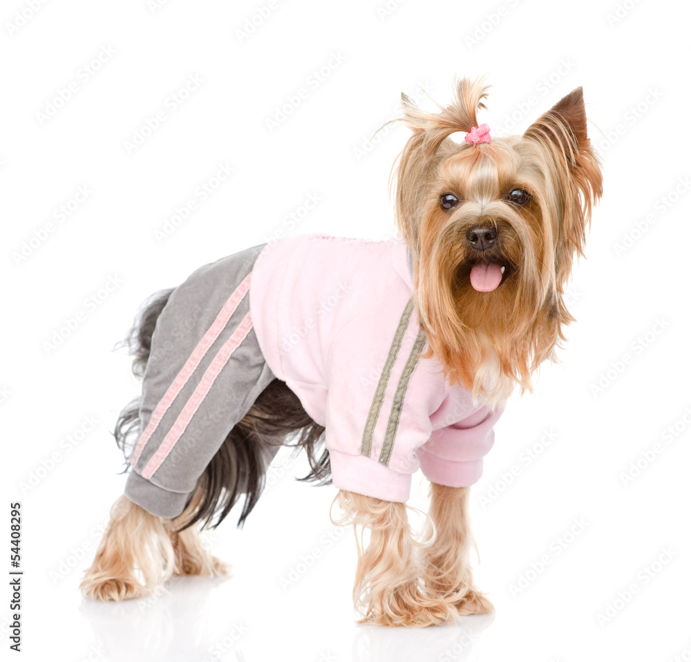 Yorkshire Terrier dressed in a tracksuit. isolated on white Yorkshire Terrier dressed in a tracksuit. isolated on white