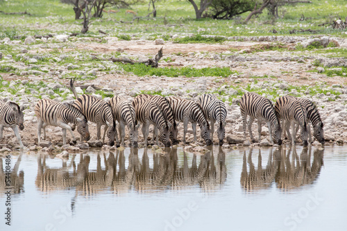 Zebras drinking in line