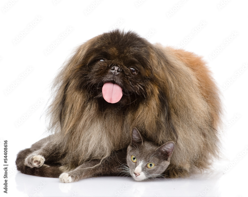Fluffy Pekingese and cat together. isolated on white background Fluffy Pekingese and cat together. isolated on white background