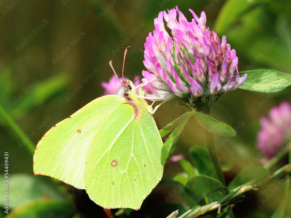 Butterfly - Common Brimstone on clovers flower Butterfly - Common Brimstone on clovers flower