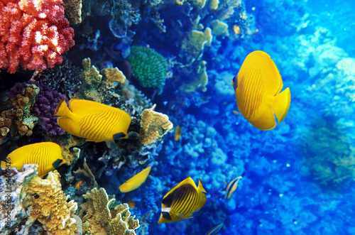 Coral and fish in the Red Sea. Egypt, Africa. © BRIAN_KINNEY