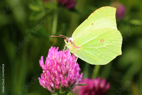 Butterfly - Common Brimstone on clovers flower