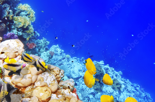 Fototapeta Naklejka Na Ścianę i Meble -  Coral and fish in the Red Sea. Egypt, Africa.