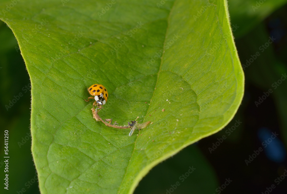 asian ladybird has a meal... asian ladybird has a meal...