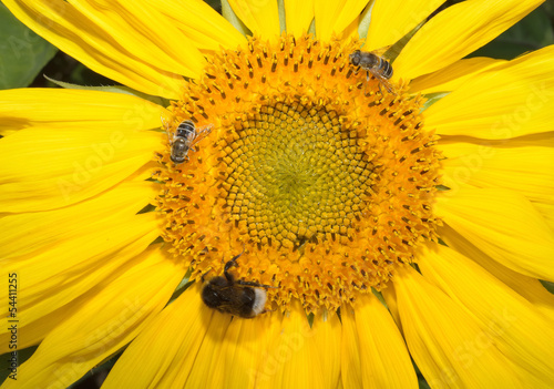 Sonnenblume mit Schwebfliegen und Hummel