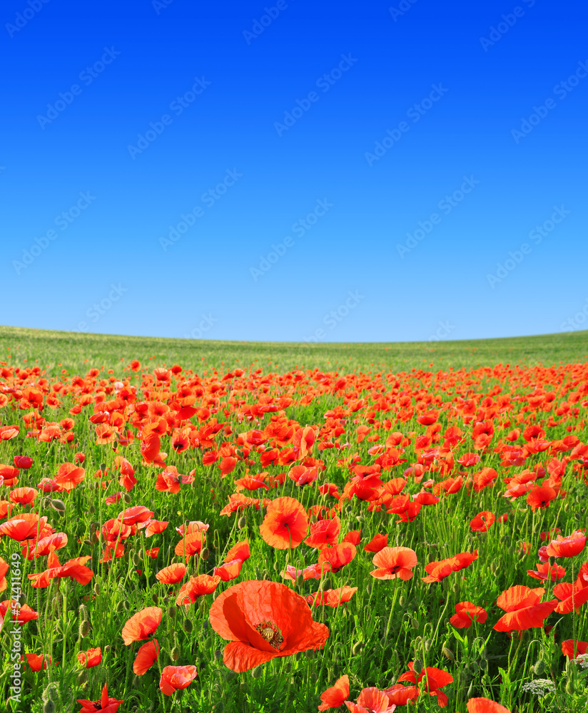 red poppy with blue sky