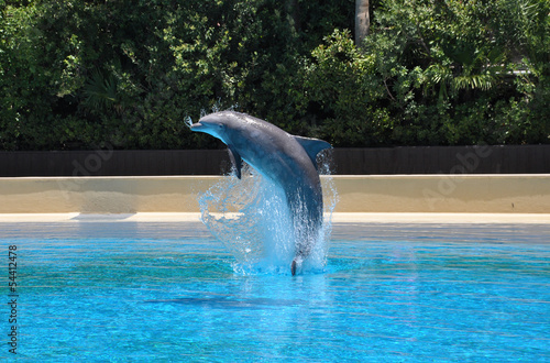 Dolphin jumping out of pool
