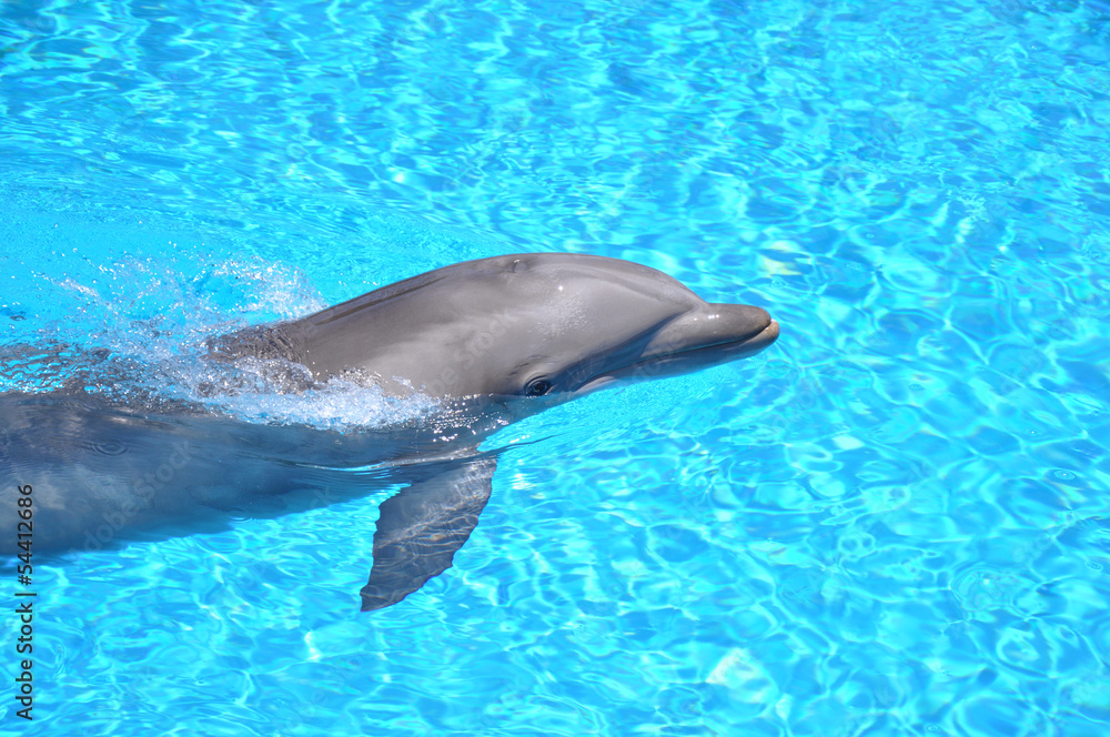 Obraz premium Dolphin Swimming
