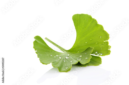Fototapeta Naklejka Na Ścianę i Meble -  Ginkgo leaf with dew.
