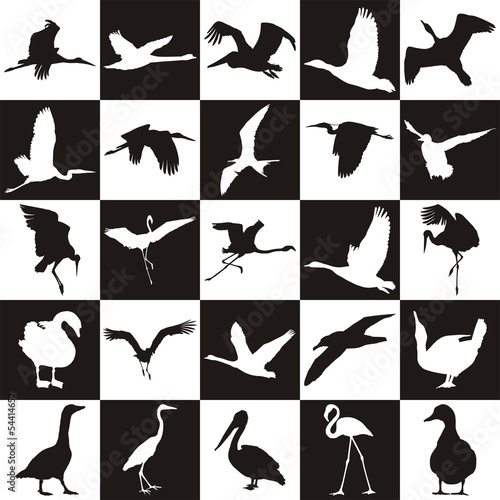 Black and white background with aquatic birds