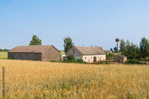 Polish farm and fields of wheat