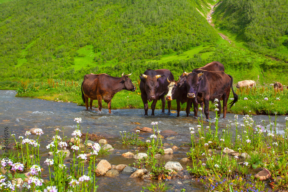 Fototapeta premium Cattle on the watering in the mountains. Summer sunny day