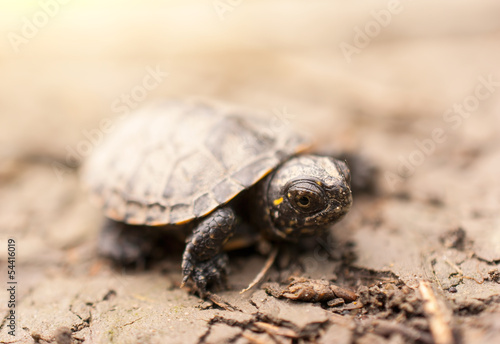 Baby Turtle © Creaturart