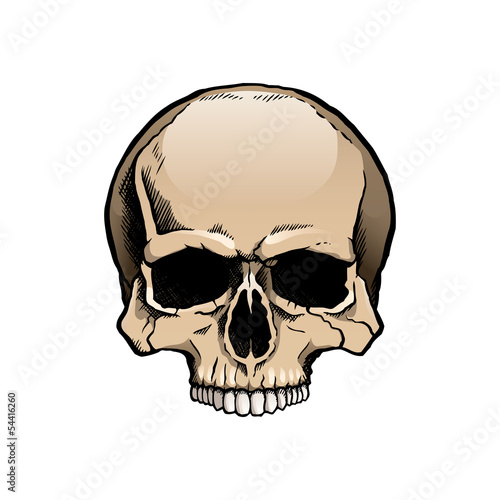 Black and white human skull without a lower jaw.