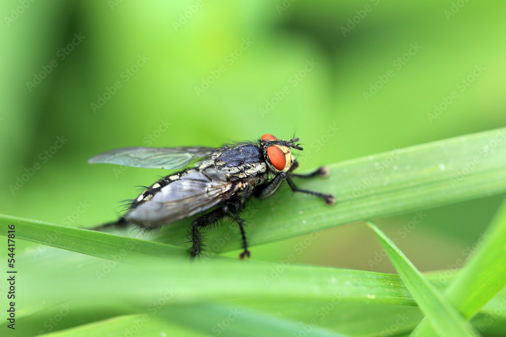 Fly Bluebottle in big detail in the Nature Fly Bluebottle in big detail in the Nature