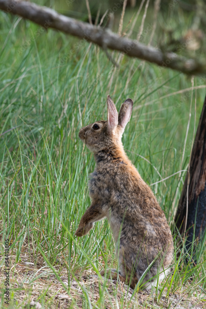 Fototapeta premium Standing hare in dunes