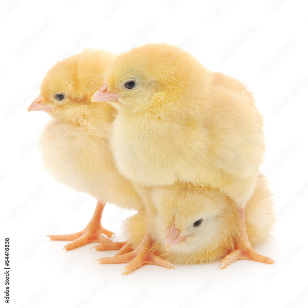 Fototapeta premium three cute chicks isolated on white