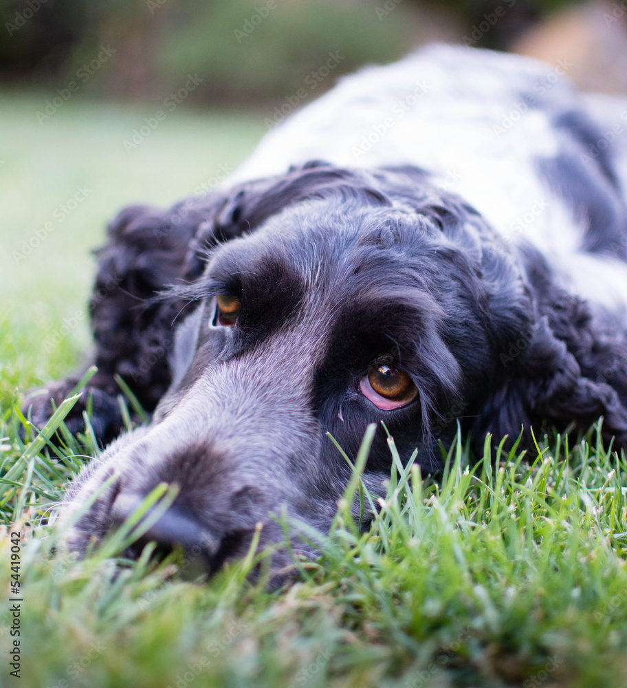 Fototapeta premium portrait of a beautiful purebred cocker spaniel, focus on the ey