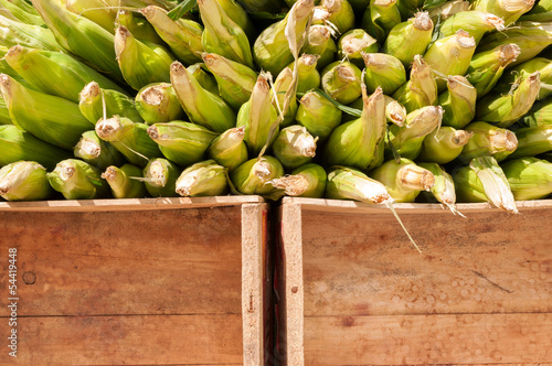 Corn For Sale