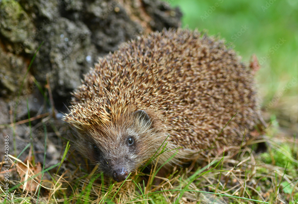 Hedgehog Hedgehog