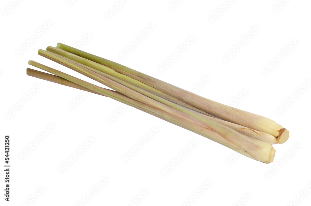 Citronella Grass isolated on white background Citronella Grass isolated on white background